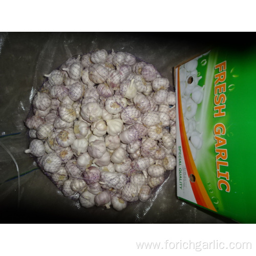 New Season Fresh Normal Garlic